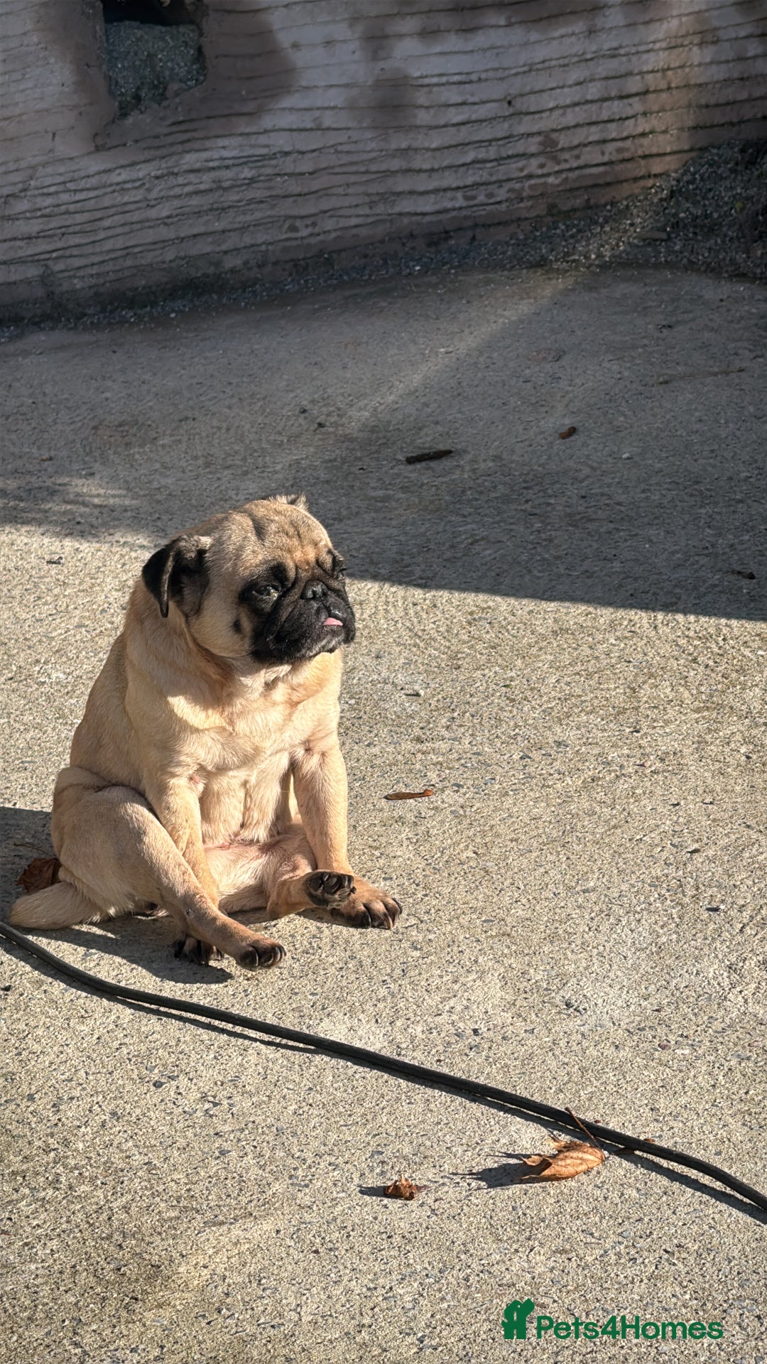 Pug dogs for sale: Frankie - Advert 1
