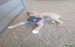 Mixed Breed dogs for sale: Lovely lily bullboxer  - Image 12