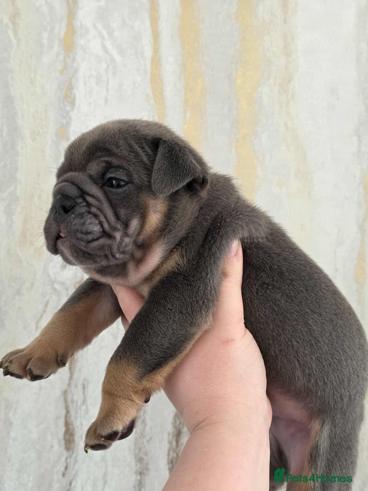 English Bulldog dogs british bulldog pups - Advert 4