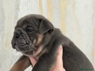 English Bulldog dogs british bulldog pups - Advert 4