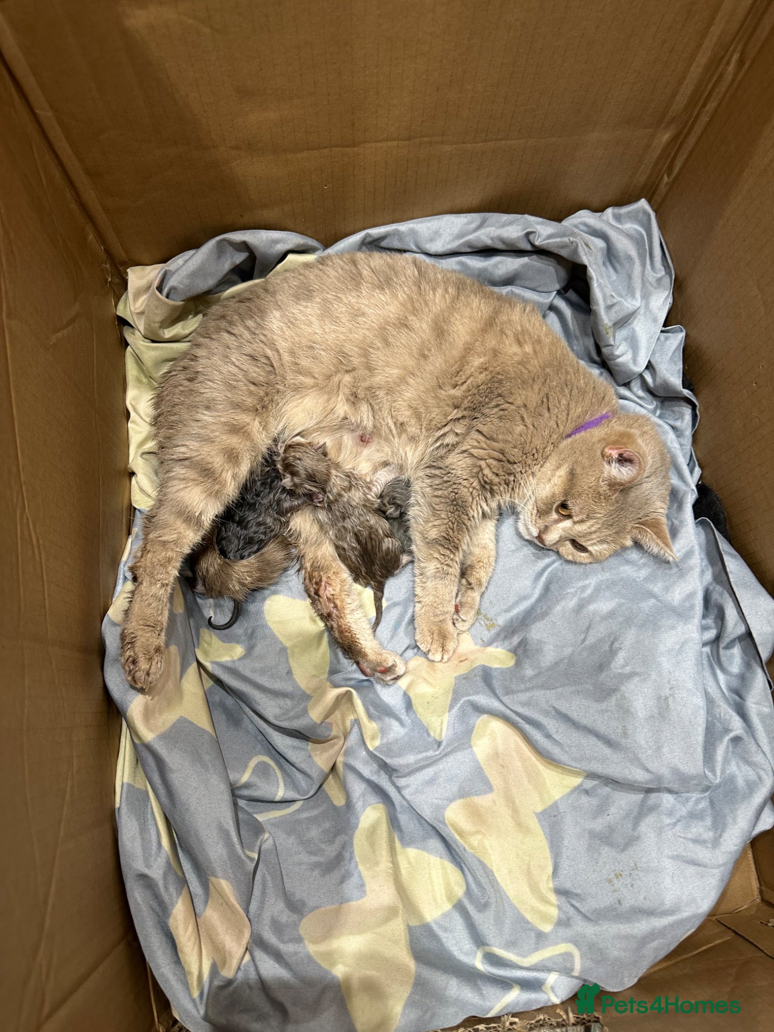 Maine Coon cats British shorthair x Maincoon.  - Advert 1