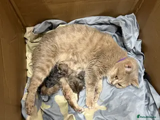 Maine Coon cats British shorthair x Maincoon. - Advert 3