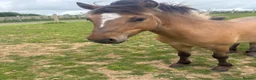 Dartmoor horses for sale: Dun ponies  - Advert 2