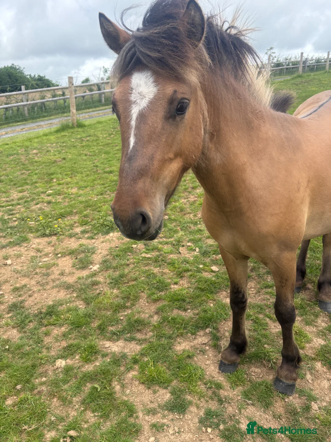 Dartmoor horses for sale: Dun ponies  - Advert 2