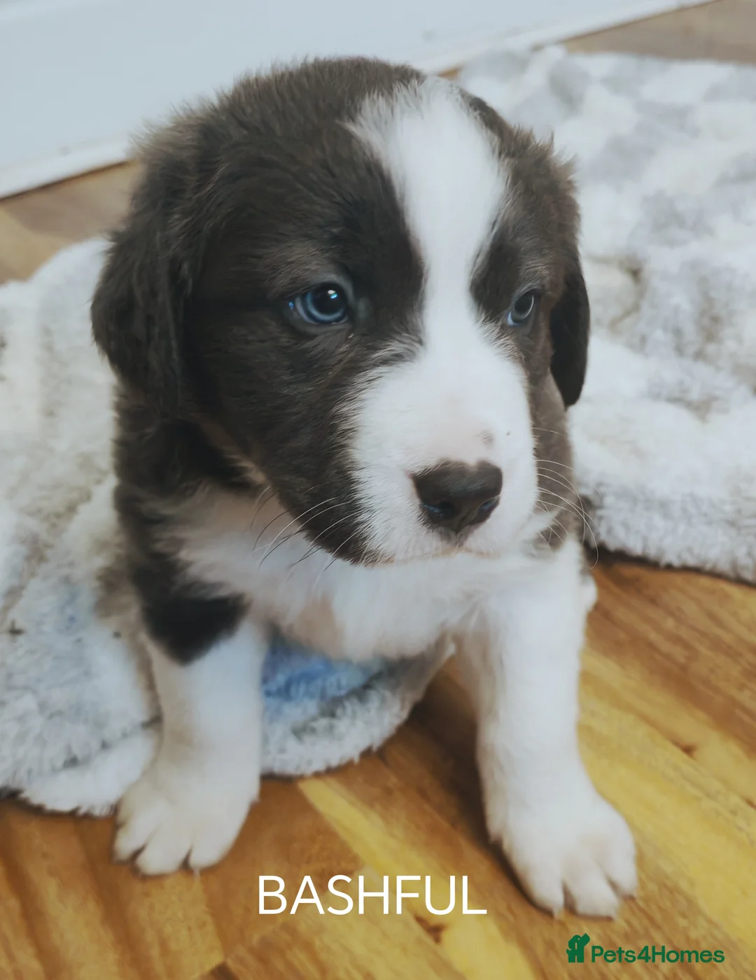 Mixed Breed dogs for sale:  REDUCED!! 2 OLD TYME BORDER COLLIE PUPPIES!  - Advert 21