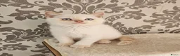 British Shorthair cats for sale: Blue eyes Flame Point British Shorthair kitten in Oldbury - Advert 2