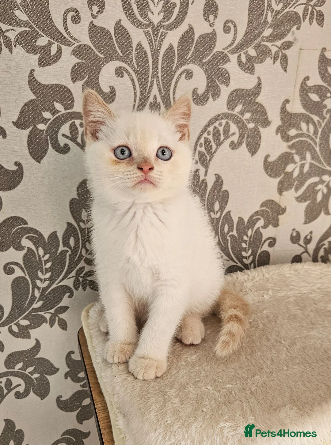 British Shorthair cats for sale: Blue eyes Flame Point British Shorthair kitten in Oldbury - Advert 2