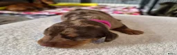 Miniature Dachshund dogs for sale: Miniature Dachshunds (short-haired) - Advert 27
