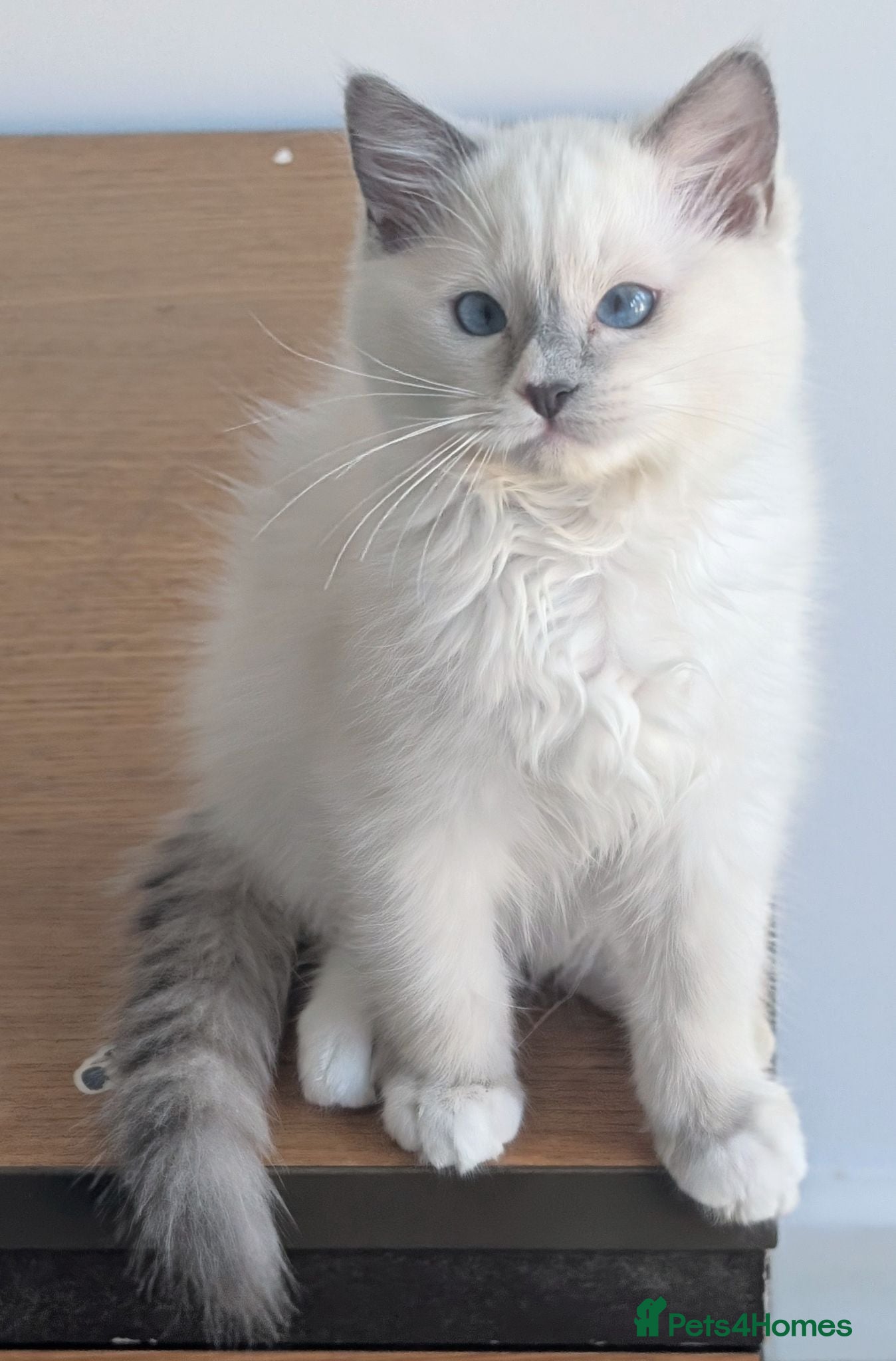 Ragdoll cats 🏆Grand EU champion TICA Ragdoll kittens  - Advert 4