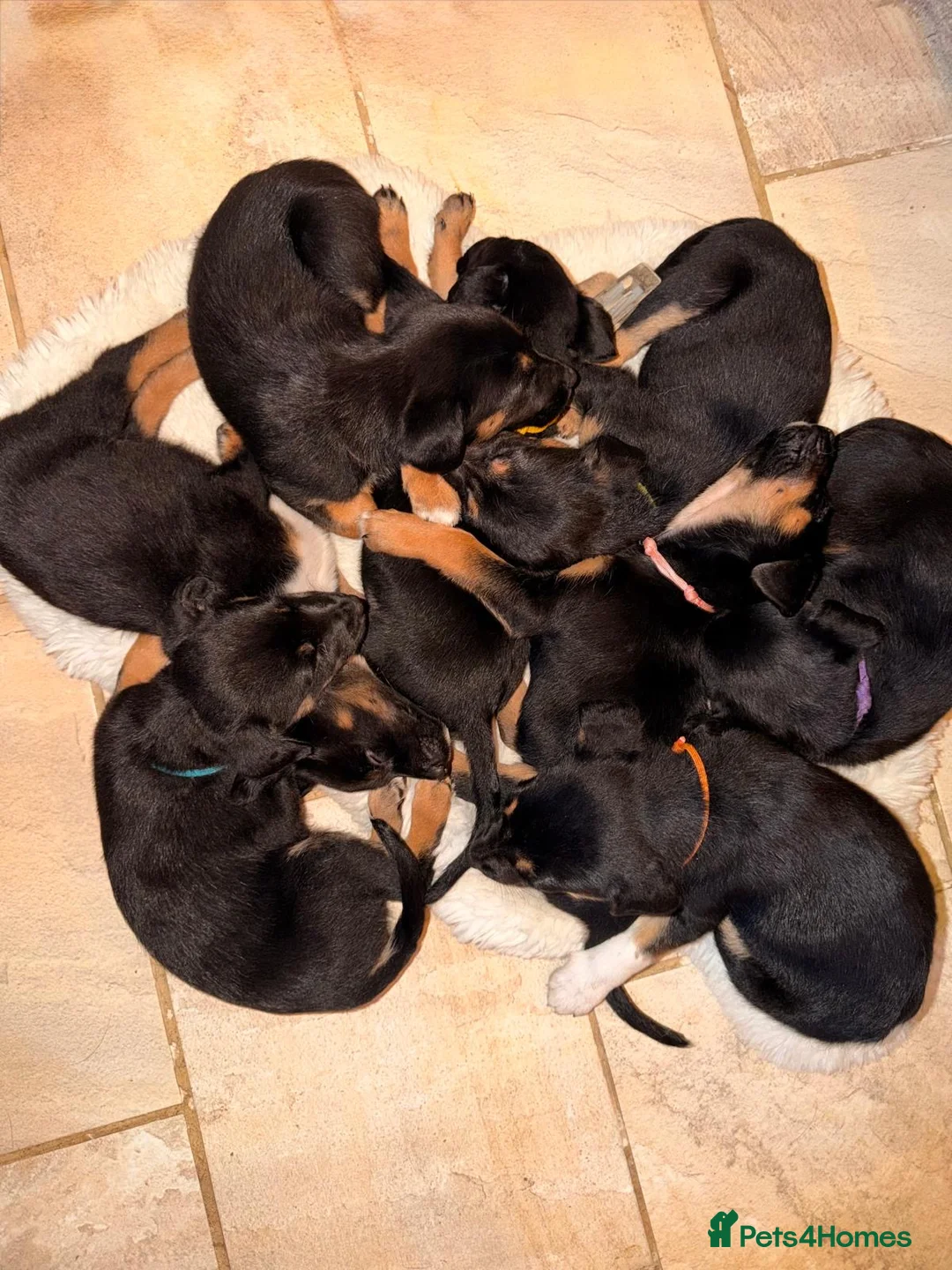Mixed Breed dogs for sale: Beautiful litter of 10 puppies - Advert 2