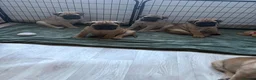 Bullmastiff dogs for sale: Top Quality KC Bullmastiff Bitch ready to go  - Advert 10