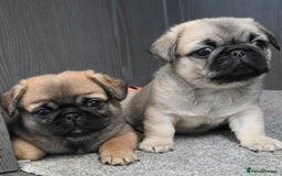 Mixed Breed dogs for sale: Pug x pekingese - Image 4
