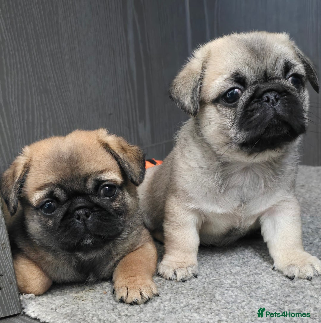 Mixed Breed dogs for sale: Pug x pekingese - Image 4