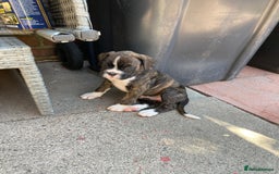 Boxer dogs for sale: Boxers 2 bitches - Image 13