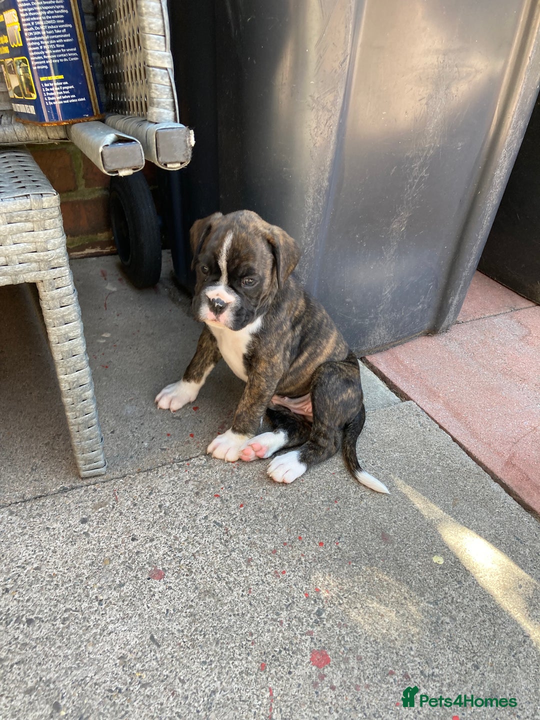 Boxer dogs for sale: Boxers 2 bitches - Image 13