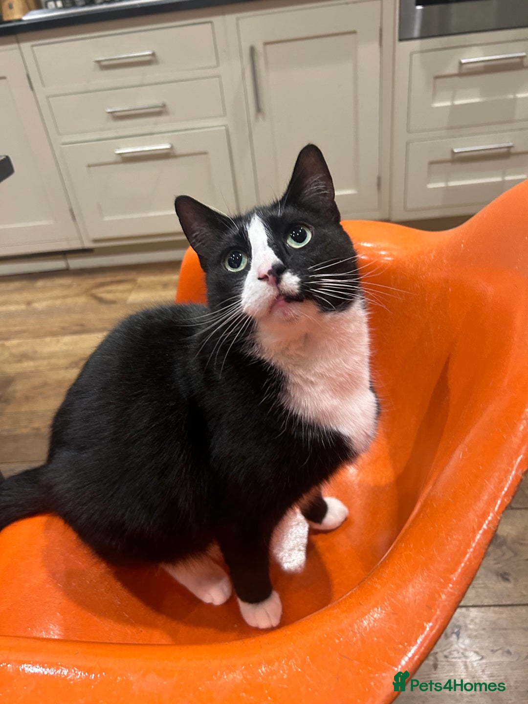 British Shorthair cats for sale: Affectionate lovely temperament Tuxedo Shorthair - Advert 4