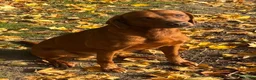 Labrador Retriever dogs for sale: WAITING LIST - KC Reg Dark Fox Red Litter - Advert 2