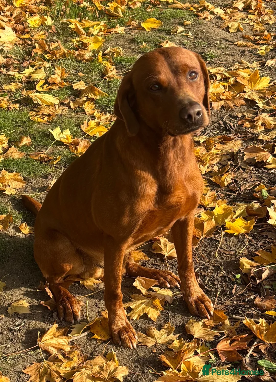 Labrador Retriever dogs for sale: WAITING LIST - KC Reg Dark Fox Red Litter - Advert 2