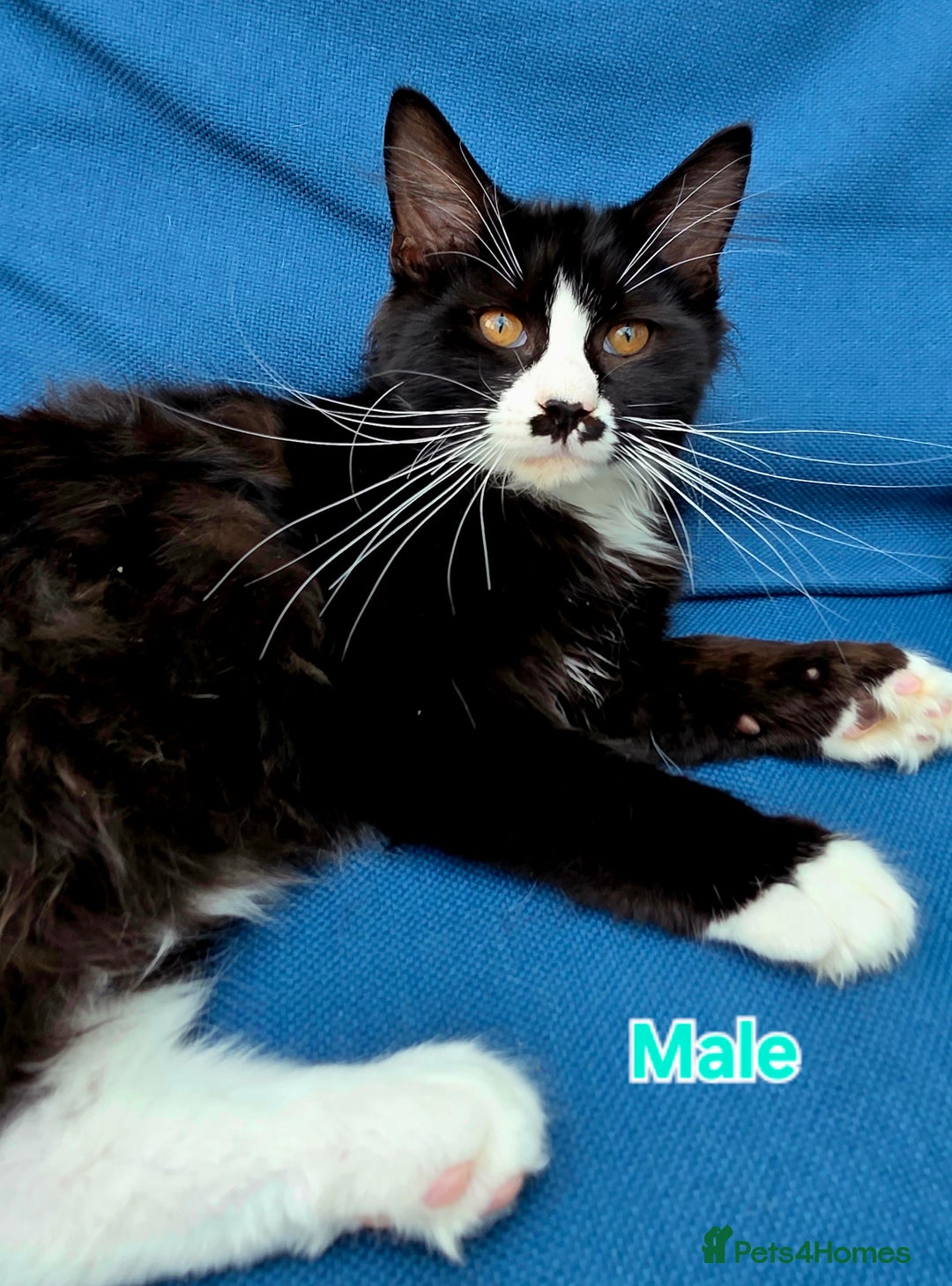 Mixed Breed cats for sale: 4 Maine Coon X Kittens Ready To Leave!!! - Image 21