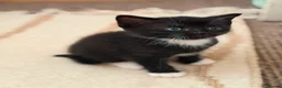 Mixed Breed cats for sale: Beautiful kitten looking for his forever home  - Advert 5