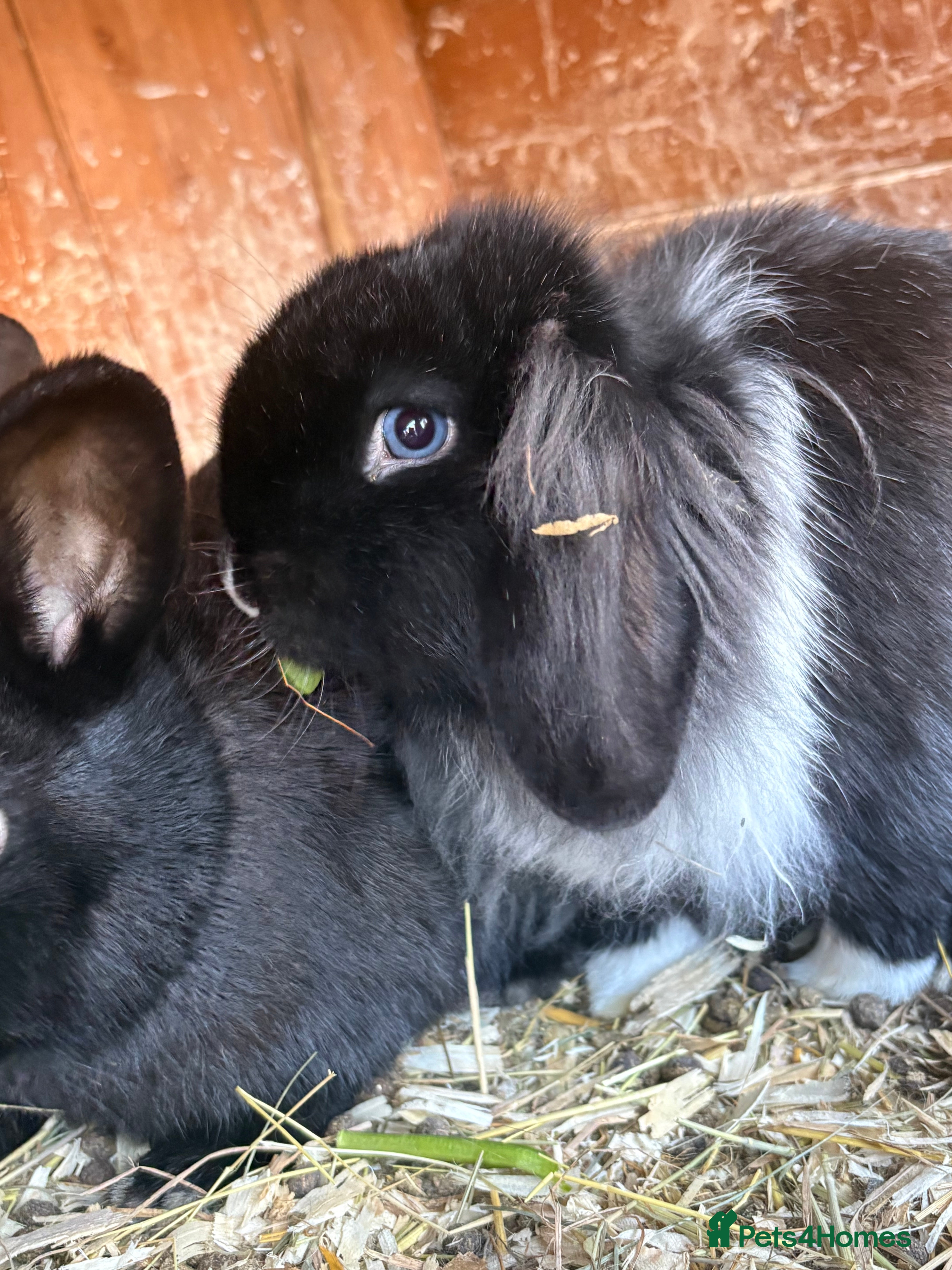 Mini Lop rabbits Stunning mini lop baby rabbits  - Advert 13