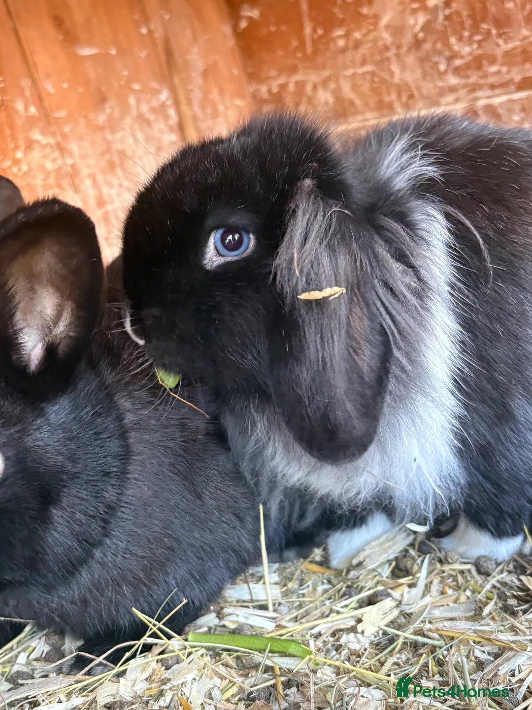 Mini Lop rabbits for sale: Stunning mini lop baby rabbits  - Advert 2