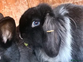 Mini Lop rabbits Stunning mini lop baby rabbits - Advert 13