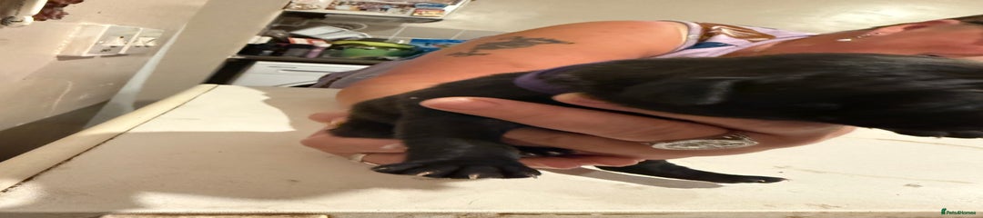 Staffordshire Bull Terrier Puppy 2