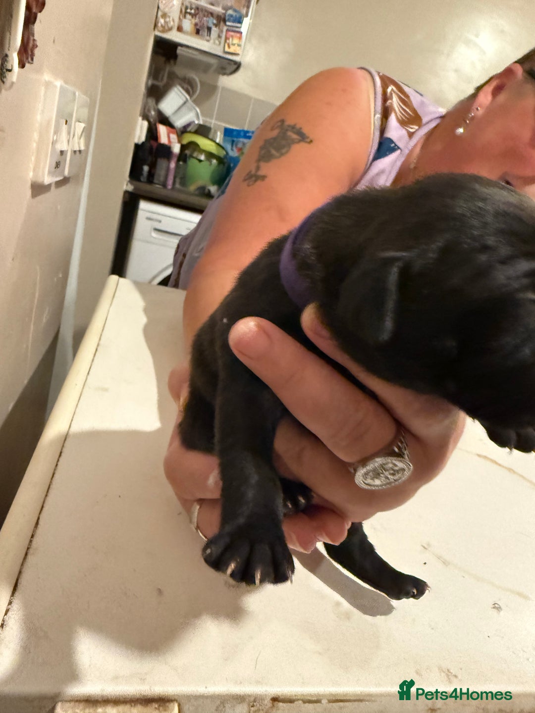 Staffordshire Bull Terrier dogs for sale: Staffordshire Bull Terrier Puppies for Sale - Advert 7