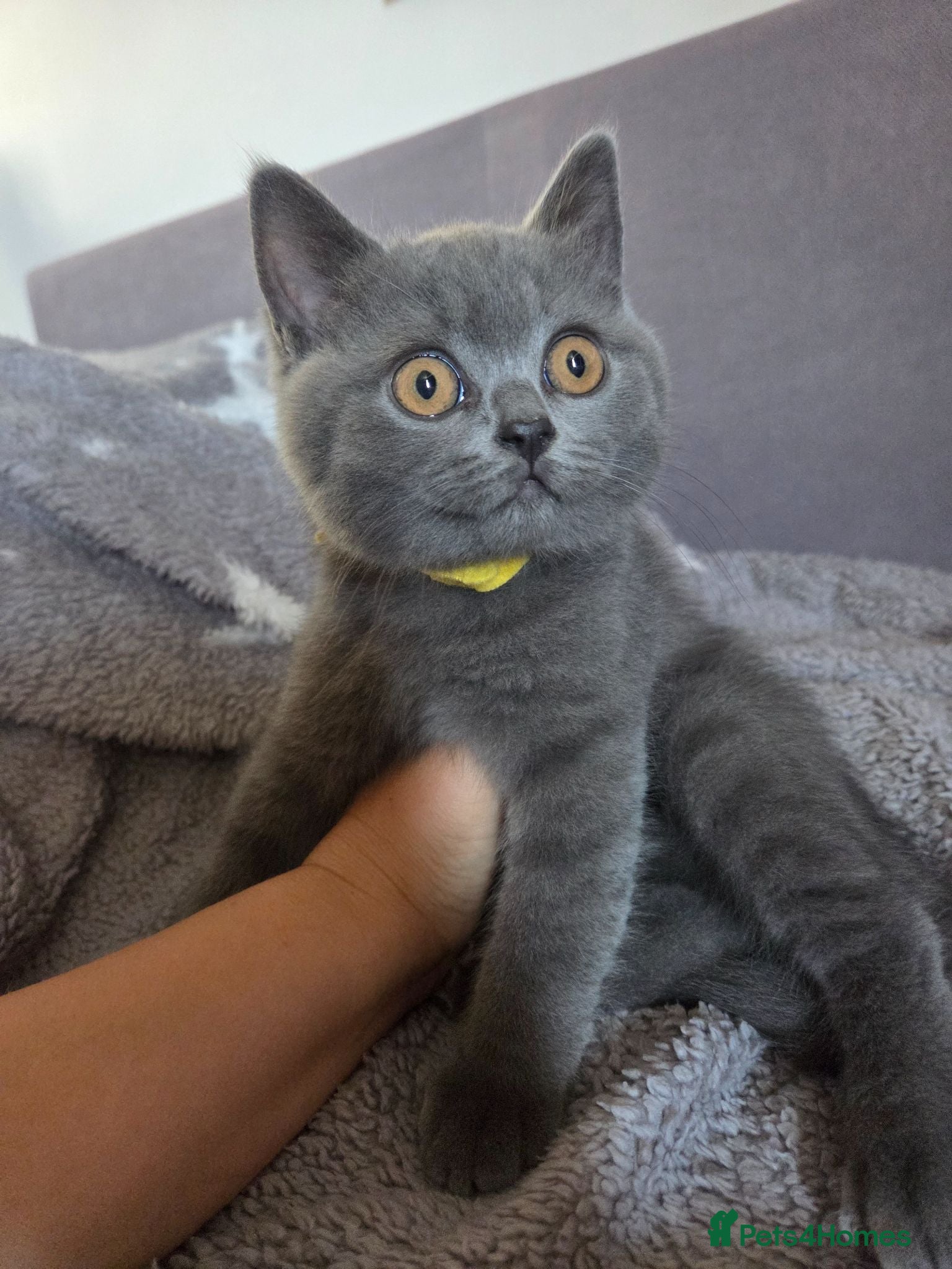 British Shorthair cats Beautiful British Shorthair kittens - Advert 2