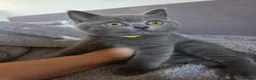 British Shorthair cats for sale:  British Shorthair kittens - Advert 2