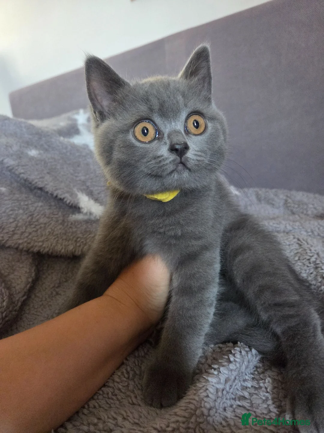 British Shorthair cats for sale:  British Shorthair kittens - Advert 2