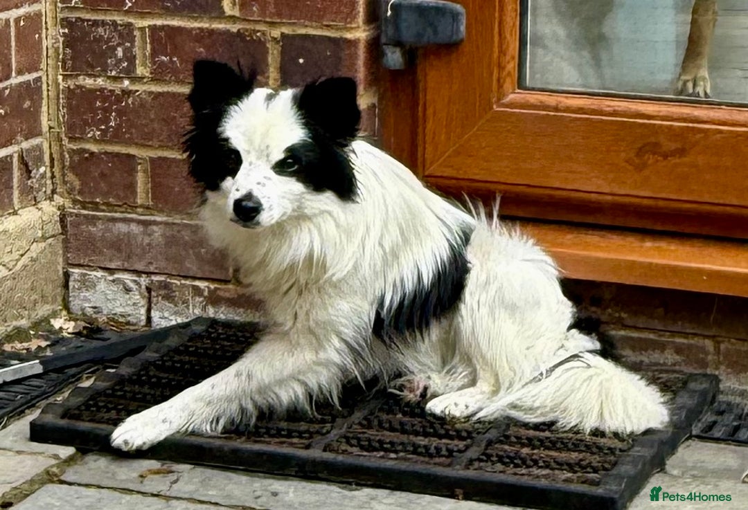 Chihuahua dogs for adoption: Toffy in West Malling - Image 17
