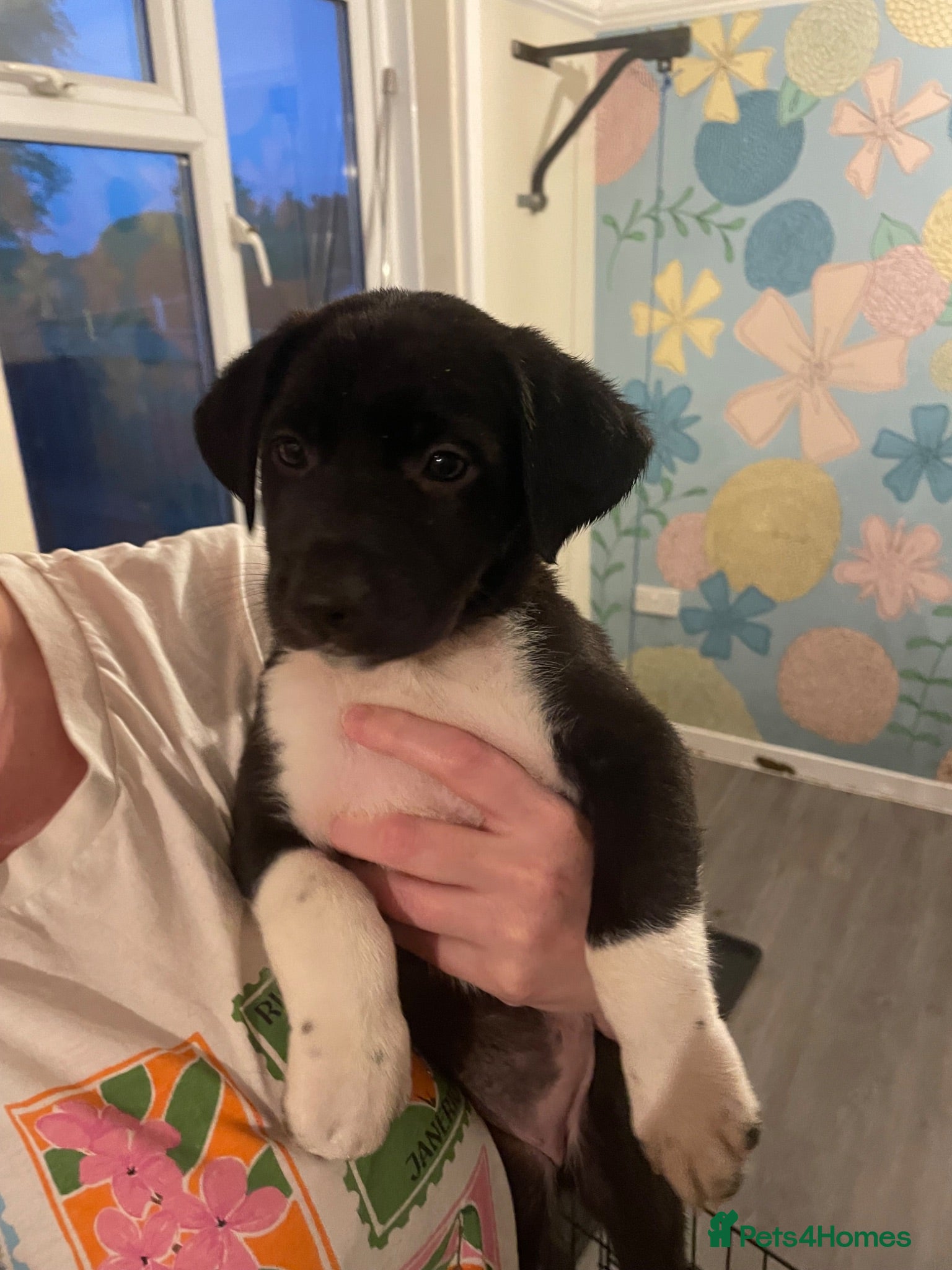 Mixed Breed dogs Last 5x left. Beautiful mixed breed puppies - Advert 10