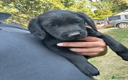 Springador dogs for sale: Springador Puppies - Image 3