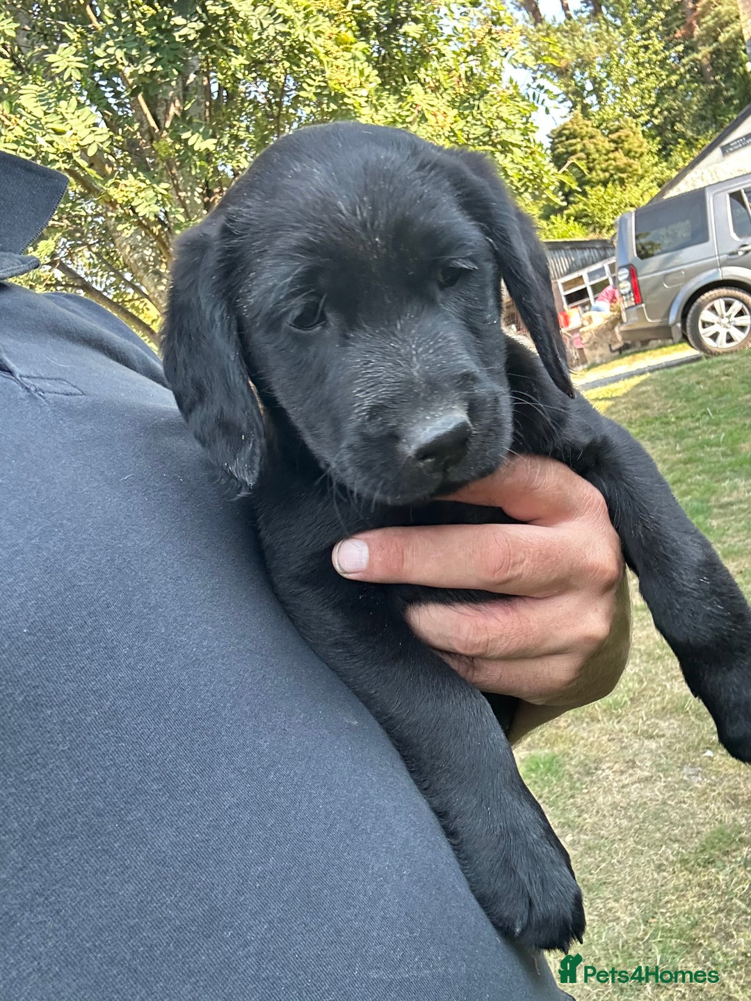 Springador dogs for sale: Springador Puppies - Image 3