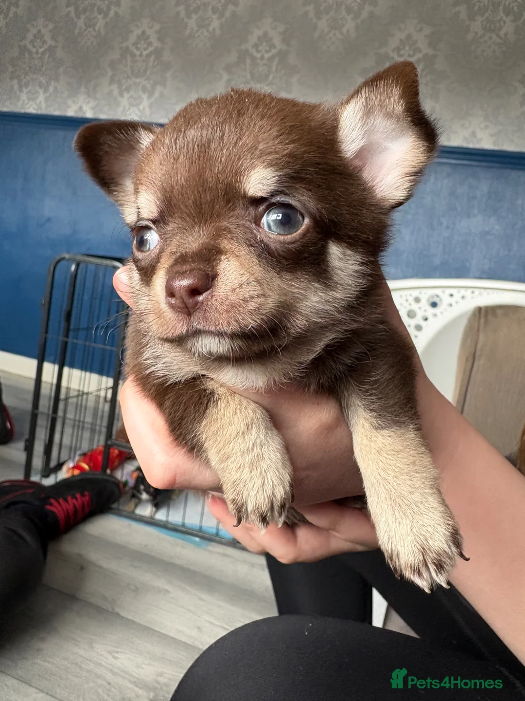 Chihuahua dogs for sale: 2 boys in need of homes in Dudley - Advert 1