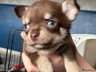 Chihuahua dogs 2 boys in need of homes - Advert 1