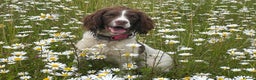 English Springer Spaniel dogs for sale: KC English Springer Spaniel Puppies Working Lines - Advert 3