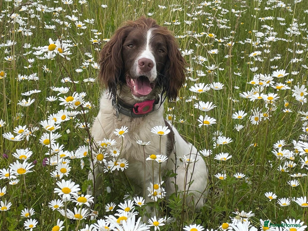 English Springer Spaniel dogs for sale: KC English Springer Spaniel Puppies Working Lines - Advert 3