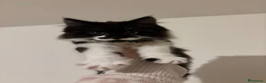 Female kitten 