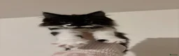 Mixed Breed cats for sale: Gorgeous extremely fluffy black and white kitten - Advert 2