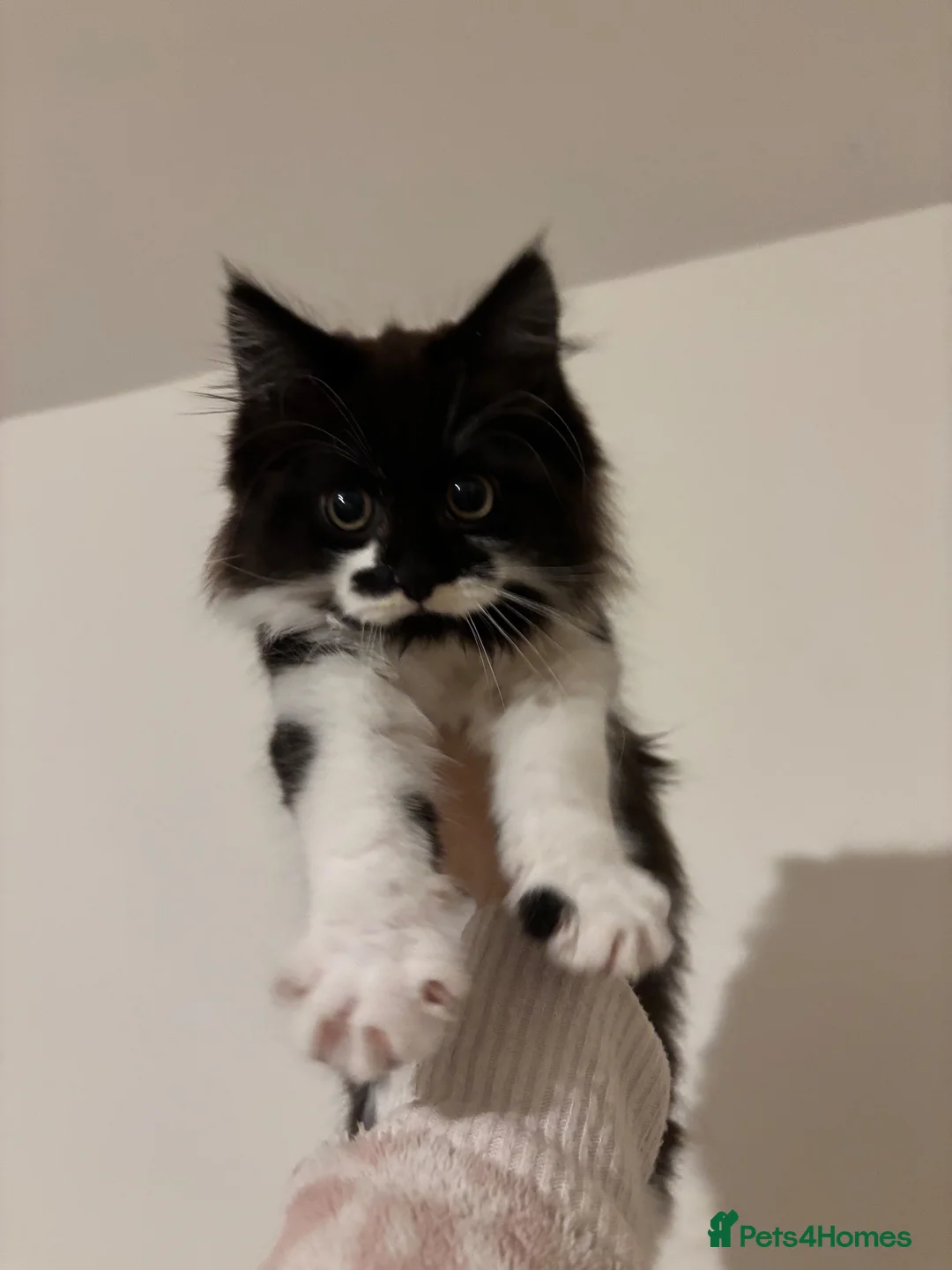 Mixed Breed cats for sale: Gorgeous extremely fluffy black and white kitten - Advert 2