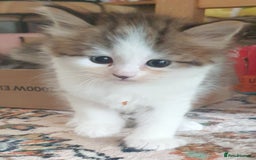 Siberian cats for sale: Pure gorgeous Siberian Kittens, Hypoallergenic - Image 35