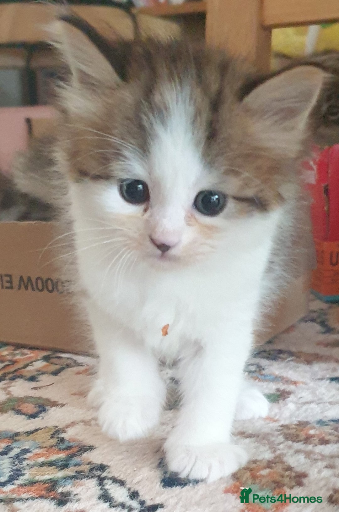 Siberian cats for sale: Pure gorgeous Siberian Kittens, Hypoallergenic - Image 35