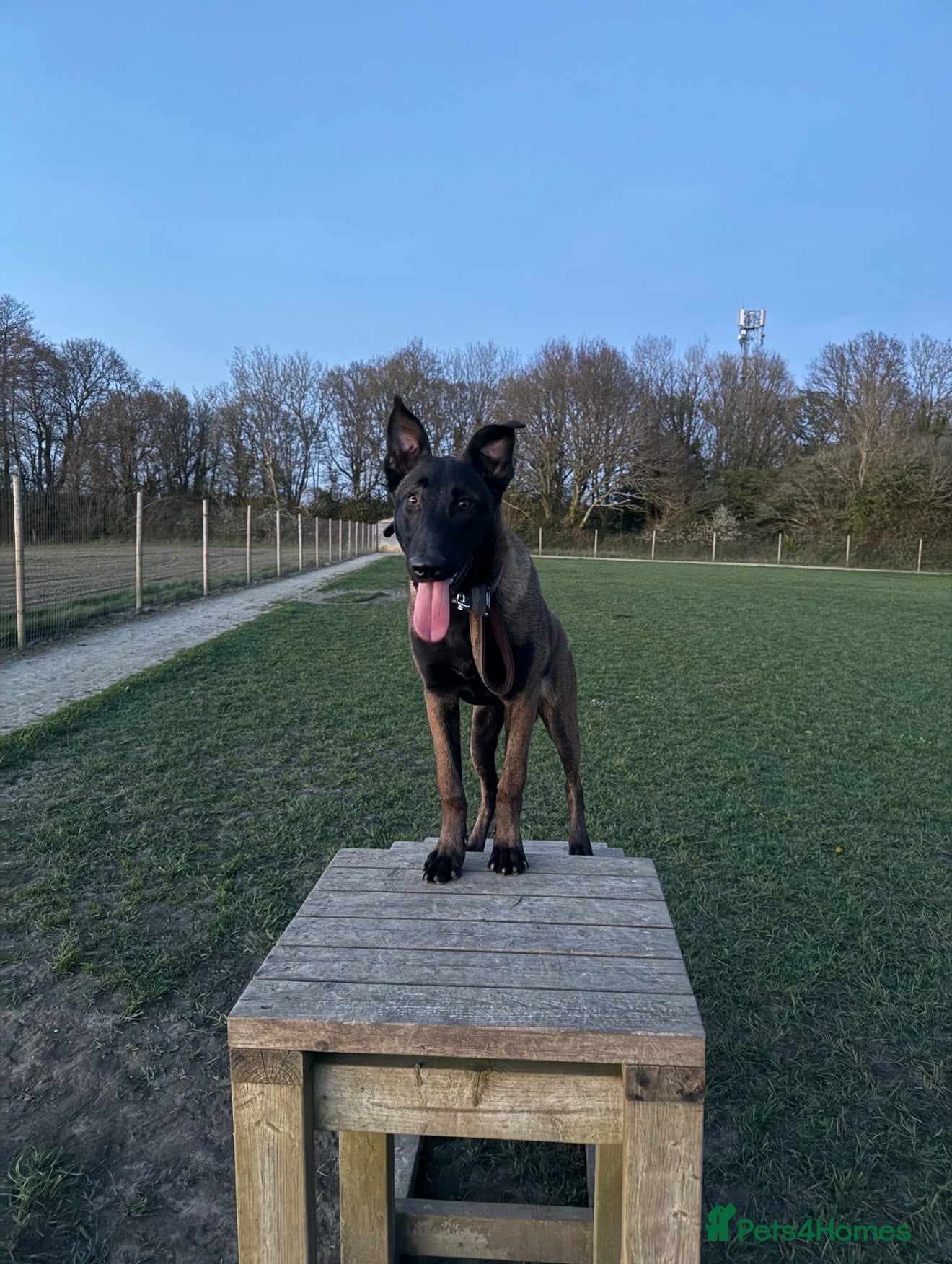 Belgian Shepherd Dog dogs Forever home required.  - Advert 13