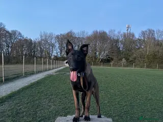 Belgian Shepherd Dog dogs Forever home required. - Advert 10