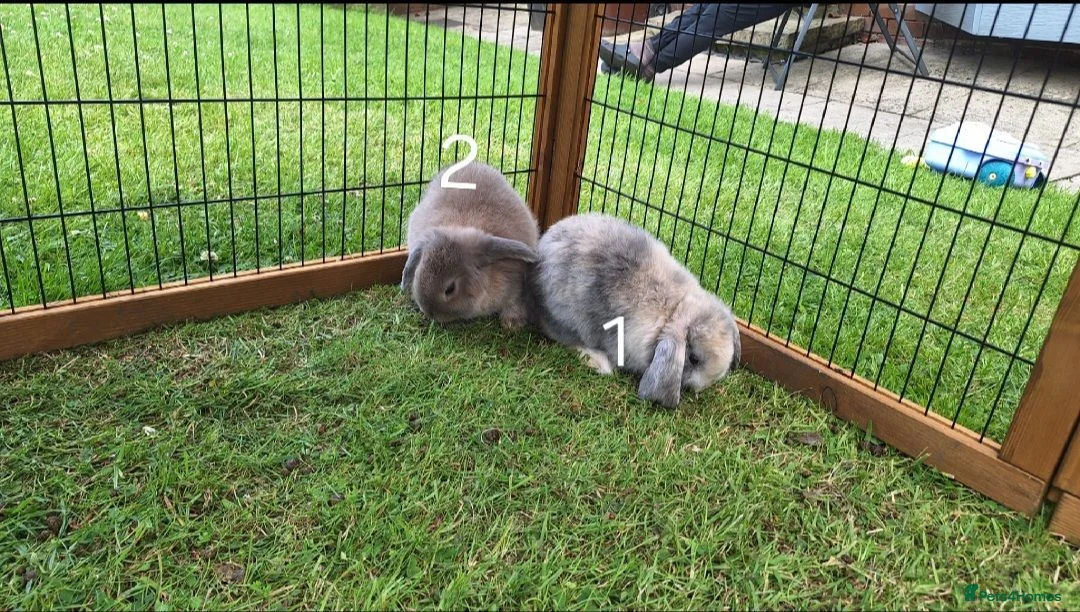 Mini Lop rabbits for sale: Beautiful mini lops in Batley - Advert 7