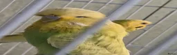 Budgerigars birds for sale: Exhibition budgie show budgie  in Birmingham - Advert 6