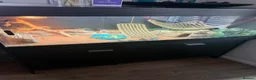 Bearded Dragon reptiles for sale: male bearded dragon with full set up  in Peterlee - Advert 5